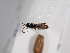  (Oiorhinus pallipes - ABOL-24-1647)  @11 [ ] Unspecified (default): All Rights Reserved (2024) Natural history museum Vienna Unspecified