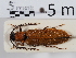  ( - ABOL-24-1651)  @11 [ ] Unspecified (default): All Rights Reserved (2024) Naturhistorisches Museum Wien Naturhistorisches Museum Wien