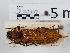  ( - ABOL-24-1653)  @11 [ ] Unspecified (default): All Rights Reserved (2024) Naturhistorisches Museum Wien Naturhistorisches Museum Wien
