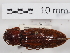  ( - ABOL-24-1664)  @11 [ ] Unspecified (default): All Rights Reserved (2024) Naturhistorisches Museum Wien Naturhistorisches Museum Wien