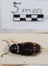  ( - ABOL-24-1705)  @11 [ ] Unspecified (default): All Rights Reserved (2024) Naturhistorisches Museum Wien Naturhistorisches Museum Wien