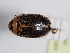  ( - ABOL-24-0022)  @11 [ ] Unspecified (default): All Rights Reserved (2024) Natural history museum Vienna Unspecified