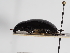  ( - ABOL-24-0030)  @11 [ ] Unspecified (default): All Rights Reserved (2024) Natural history museum Vienna Unspecified
