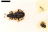  (Hydraena alpicola - ABOL-24-0056)  @11 [ ] Unspecified (default): All Rights Reserved (2024) Natural history museum Vienna Unspecified