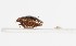  ( - ABOL-24-0070)  @11 [ ] Unspecified (default): All Rights Reserved (2024) Natural history museum Vienna Unspecified