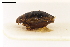  ( - ABOL-24-0070)  @11 [ ] Unspecified (default): All Rights Reserved (2024) Natural history museum Vienna Unspecified