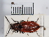  ( - ABOL-25-0268)  @11 [ ] Unspecified (default): All Rights Reserved (2025) Naturhistorisches Museum Wien Unspecified