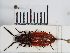  ( - ABOL-25-0269)  @11 [ ] Unspecified (default): All Rights Reserved (2025) Naturhistorisches Museum Wien Unspecified