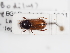 (Bodiloides ictericus ictericus - ABOL-25-0453)  @11 [ ] CC-BY (2025) Naturhistorisches Museum Wien Unspecified