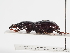  ( - ABOL-25-0483)  @11 [ ] CC-BY (2025) Naturhistorisches Museum Wien Unspecified