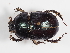  ( - ABOL-25-0466)  @11 [ ] CC-BY (2025) Naturhistorisches Museum Wien Unspecified