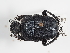  (Gymnopleurus mopsus mopsus - ABOL-25-0570)  @11 [ ] CC-BY (2025) Naturhistorisches Museum Wien Unspecified
