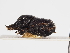  ( - ABOL-25-0437)  @11 [ ] CC-BY (2025) Naturhistorisches Museum Wien Unspecified