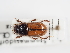  (Bodilopsis sordida - ABOL-25-0651)  @11 [ ] CC-BY (2025) Naturhistorisches Museum Wien Unspecified