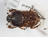  ( - ABOL-25-0458)  @11 [ ] CC-BY (2025) Naturhistorisches Museum Wien Unspecified