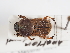  ( - ABOL-25-0444)  @11 [ ] CC-BY (2025) Naturhistorisches Museum Wien Unspecified