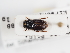 (Melinopterus punctatosulcatus - ABOL-25-0451)  @11 [ ] CC-BY (2025) Naturhistorisches Museum Wien Unspecified