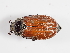  ( - ABOL-25-0613)  @11 [ ] CC-BY (2025) Naturhistorisches Museum Wien Unspecified