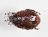  (Anomala dubia - ABOL-25-0495)  @11 [ ] CC-BY (2025) Naturhistorisches Museum Wien Unspecified