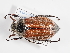  (Melolontha hippocastani - ABOL-25-0501)  @11 [ ] CC-BY (2025) Naturhistorisches Museum Wien Unspecified