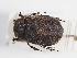  (Trox cadaverinus - ABOL-25-0653)  @11 [ ] CC-BY (2025) Naturhistorisches Museum Wien Unspecified