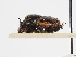  ( - ABOL-25-0447)  @11 [ ] CC-BY (2025) Naturhistorisches Museum Wien Unspecified