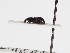  ( - ABOL-25-0452)  @11 [ ] CC-BY (2025) Naturhistorisches Museum Wien Unspecified
