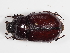  ( - ABOL-25-0623)  @11 [ ] CC-BY (2025) Naturhistorisches Museum Wien Unspecified
