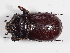  ( - ABOL-25-0621)  @11 [ ] CC-BY (2025) Naturhistorisches Museum Wien Unspecified