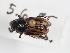  ( - ABOL-25-0509)  @11 [ ] CC-BY (2025) Naturhistorisches Museum Wien Unspecified
