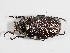  (Polyphylla fullo - ABOL-25-0463)  @11 [ ] CC-BY (2025) Naturhistorisches Museum Wien Unspecified