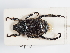  (Hoplia philanthus philanthus - ABOL-25-0588)  @11 [ ] CC-BY (2025) Naturhistorisches Museum Wien Unspecified