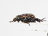  ( - ABOL-25-0586)  @11 [ ] CC-BY (2025) Naturhistorisches Museum Wien Unspecified