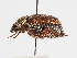  ( - ABOL-25-0520)  @11 [ ] CC-BY (2025) Naturhistorisches Museum Wien Unspecified