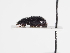  ( - ABOL-25-0594)  @11 [ ] Unspecified (default): All Rights Reserved (2025) Naturhistorisches Museum Wien Unspecified