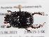  ( - ABOL-25-0479)  @11 [ ] Unspecified (default): All Rights Reserved (2025) Naturhistorisches Museum Wien Unspecified