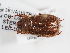  ( - ABOL-25-0646)  @11 [ ] Unspecified (default): All Rights Reserved (2025) Naturhistorisches Museum Wien Unspecified