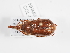  ( - ABOL-25-0647)  @11 [ ] Unspecified (default): All Rights Reserved (2025) Naturhistorisches Museum Wien Unspecified