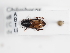  (Chilothorax distinctus - ABOL-25-0627)  @11 [ ] CC-BY (2025) Naturhistorisches Museum Wien Unspecified
