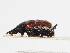  ( - ABOL-25-0599)  @11 [ ] CC-BY (2025) Naturhistorisches Museum Wien Unspecified