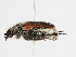  ( - ABOL-25-0644)  @11 [ ] Unspecified (default): All Rights Reserved (2025) Naturhistorisches Museum Wien Unspecified