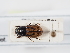  (Chilothorax pictus - ABOL-24-1784)  @11 [ ] Unspecified (default): All Rights Reserved (2024) Naturhistorisches Museum Wien Naturhistorisches Museum Wien