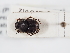  (Onthophagus furcatus - ABOL-24-1832)  @11 [ ] Unspecified (default): All Rights Reserved (2024) Naturhistorisches Museum Wien Naturhistorisches Museum Wien