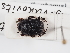 ( - ABOL-24-1833)  @11 [ ] Unspecified (default): All Rights Reserved (2024) Naturhistorisches Museum Wien Naturhistorisches Museum Wien