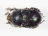  ( - ABOL-24-1787)  @11 [ ] Unspecified (default): All Rights Reserved (2024) Naturhistorisches Museum Wien Naturhistorisches Museum Wien