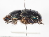  ( - ABOL-24-1787)  @11 [ ] Unspecified (default): All Rights Reserved (2024) Naturhistorisches Museum Wien Naturhistorisches Museum Wien