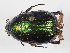  ( - ABOL-24-1810)  @11 [ ] Unspecified (default): All Rights Reserved (2024) Naturhistorisches Museum Wien Naturhistorisches Museum Wien