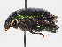  ( - ABOL-24-1810)  @11 [ ] Unspecified (default): All Rights Reserved (2024) Naturhistorisches Museum Wien Naturhistorisches Museum Wien