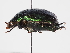  ( - ABOL-24-1811)  @11 [ ] Unspecified (default): All Rights Reserved (2024) Naturhistorisches Museum Wien Naturhistorisches Museum Wien
