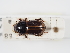  (Bodilus - ABOL-24-1780)  @11 [ ] Unspecified (default): All Rights Reserved (2024) Naturhistorisches Museum Wien Naturhistorisches Museum Wien